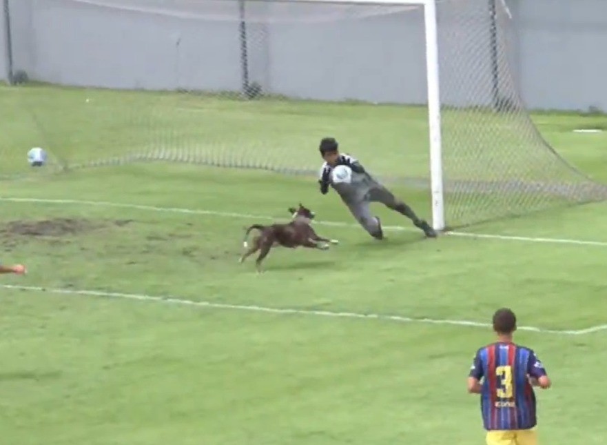 Cachorro quase marca gol em jogo do Vasco Sub-15 e agita torcida